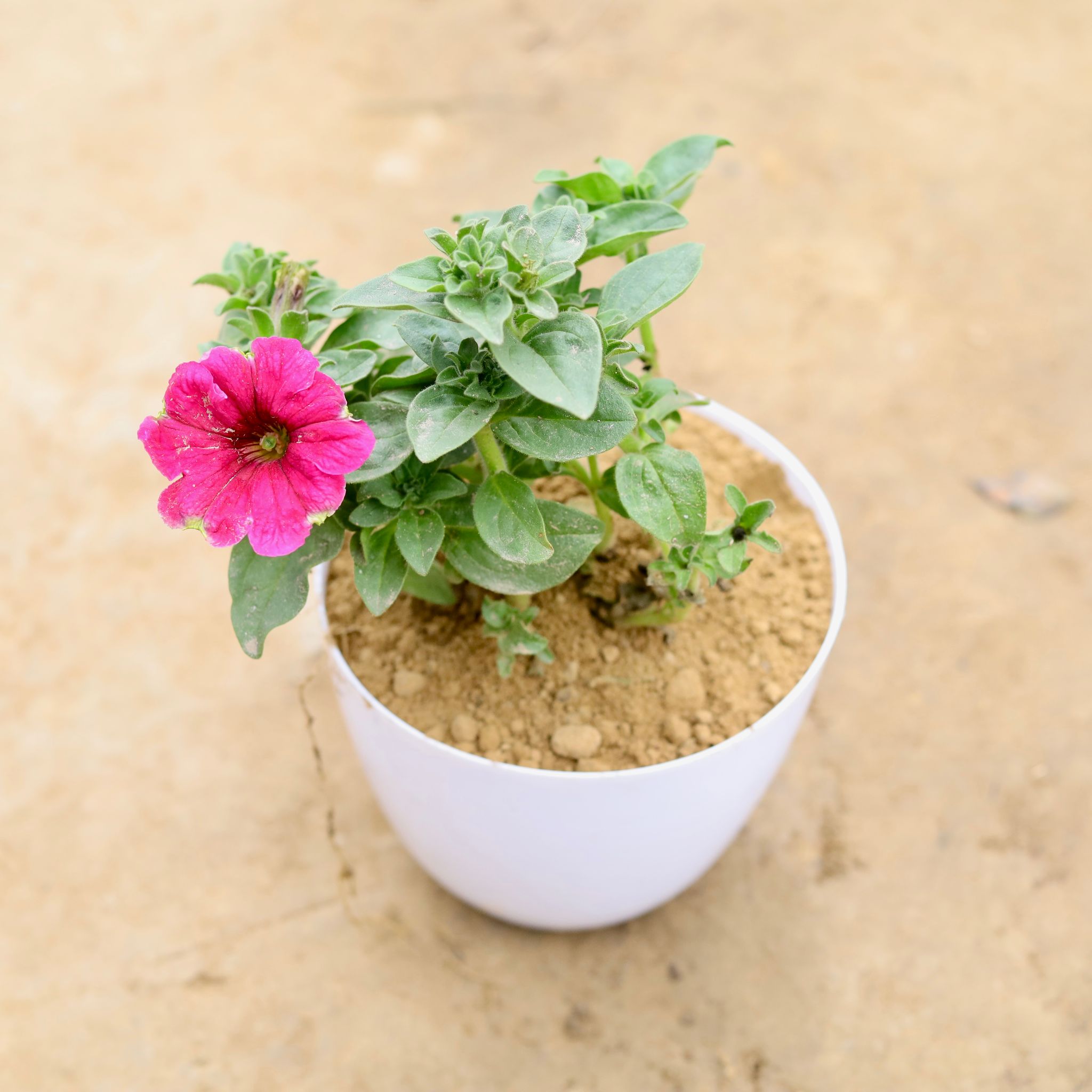 Petunia (any colour) in 6 Inch White Premium Orchid Plastic Pot