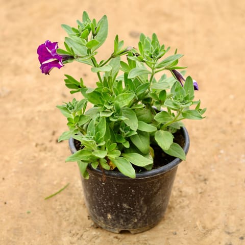 Petunia (any colour) in 6 Inch Nursery Pot
