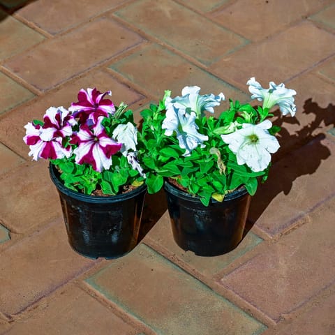 Set of 2 - Petunia (Any Colour) in 4 Inch Nursery Pot
