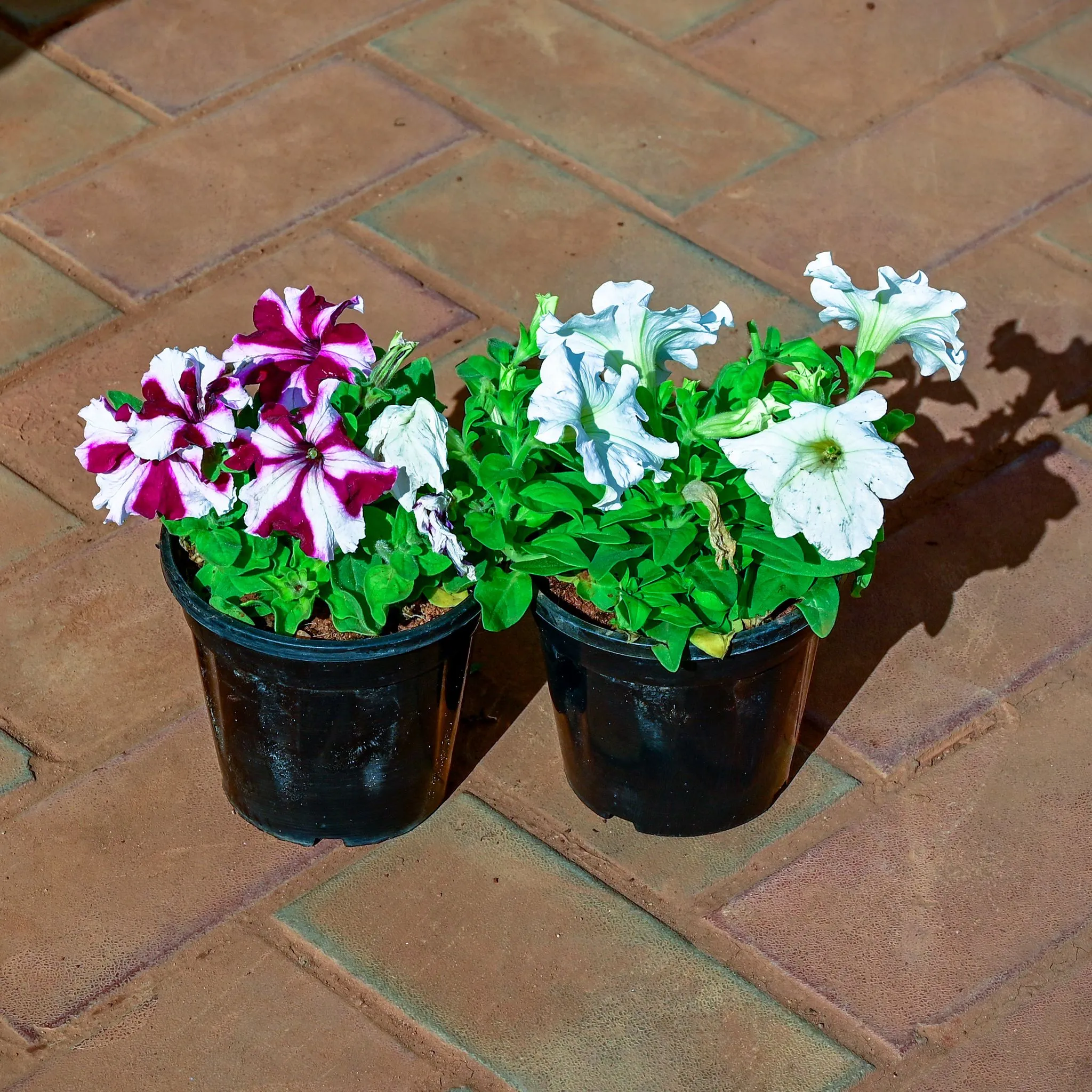 Set of 2 - Petunia (Any Colour) in 4 Inch Nursery Pot