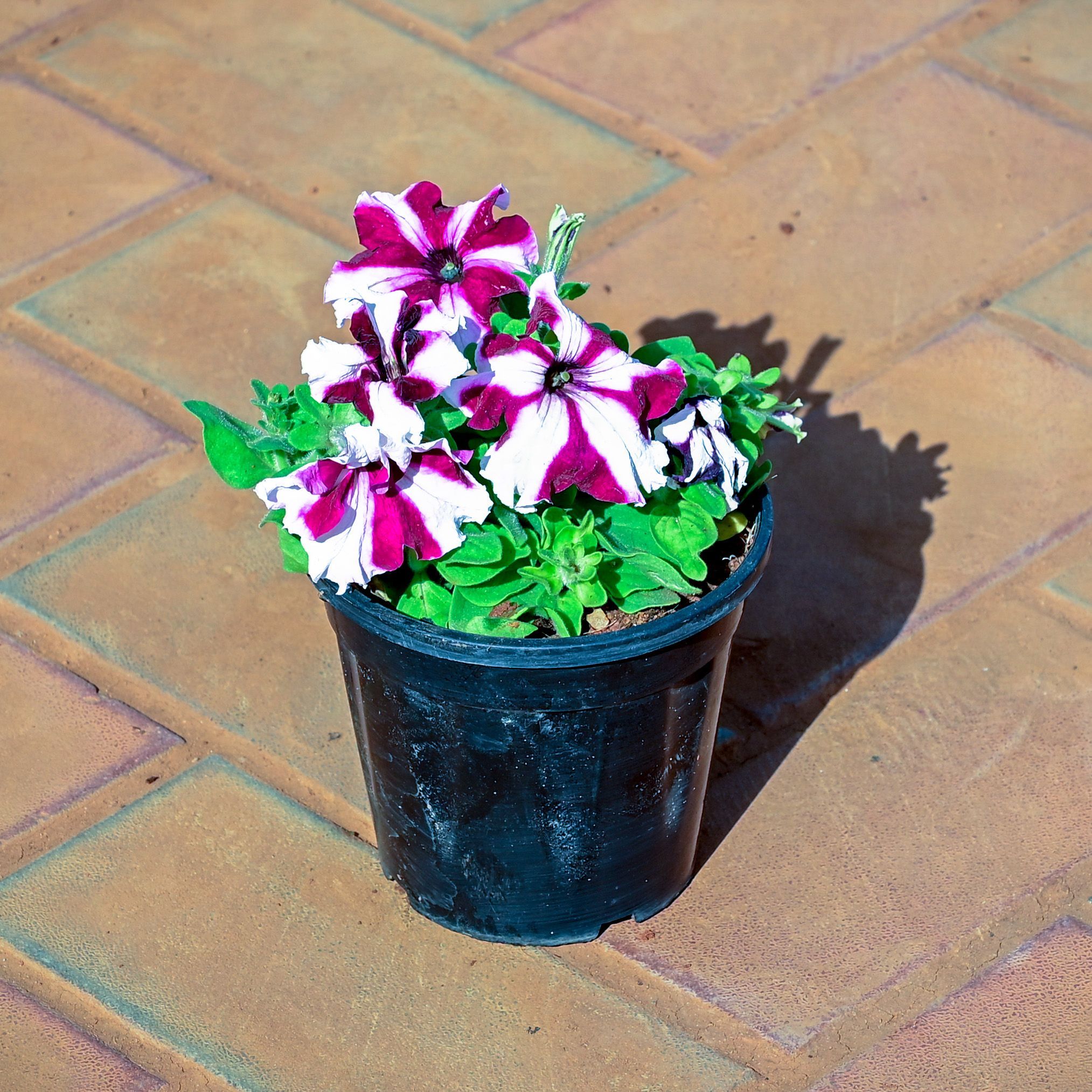 Petunia (Any Colour) in 4 Inch Nursery Pot