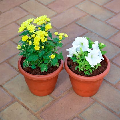 Buy Set of 2 - Chrysanthemum / Guldawari / Guldaudi & Petunia (any colour) in 7 Inch Classy Red Plastic Pot Online | Urvann.com