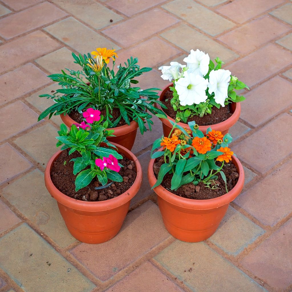 Buy Set of 4 - Gazania, Periwinkle / Vinca / Sadabahar, Petunia & Zinnia (Any Colour) in 7 Inch Classy Red Plastic Pot Online | Urvann.com Set of 4 - Gazania, Periwinkle / Vinca / Sadabahar, Petunia & Zinnia (Any Colour) in 7 Inch Classy Red Plastic Pot