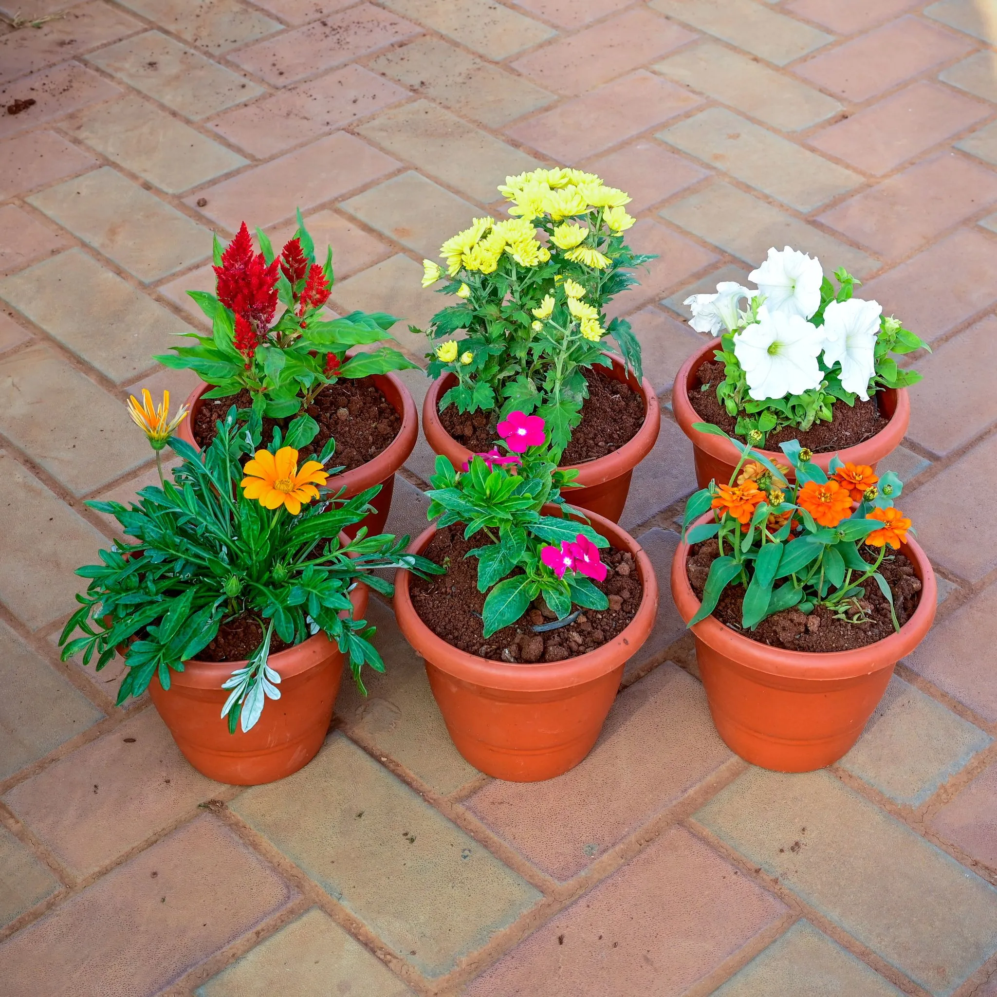 Winter Blossom Bundle: - Set of 6 - Gazania, Periwinkle / Vinca / Sadabahar, Zinnia, Petunia, Chrysanthemum / Guldawari & Cockscomb (any colour) in 7 Inch Classy Red Plastic Pot
