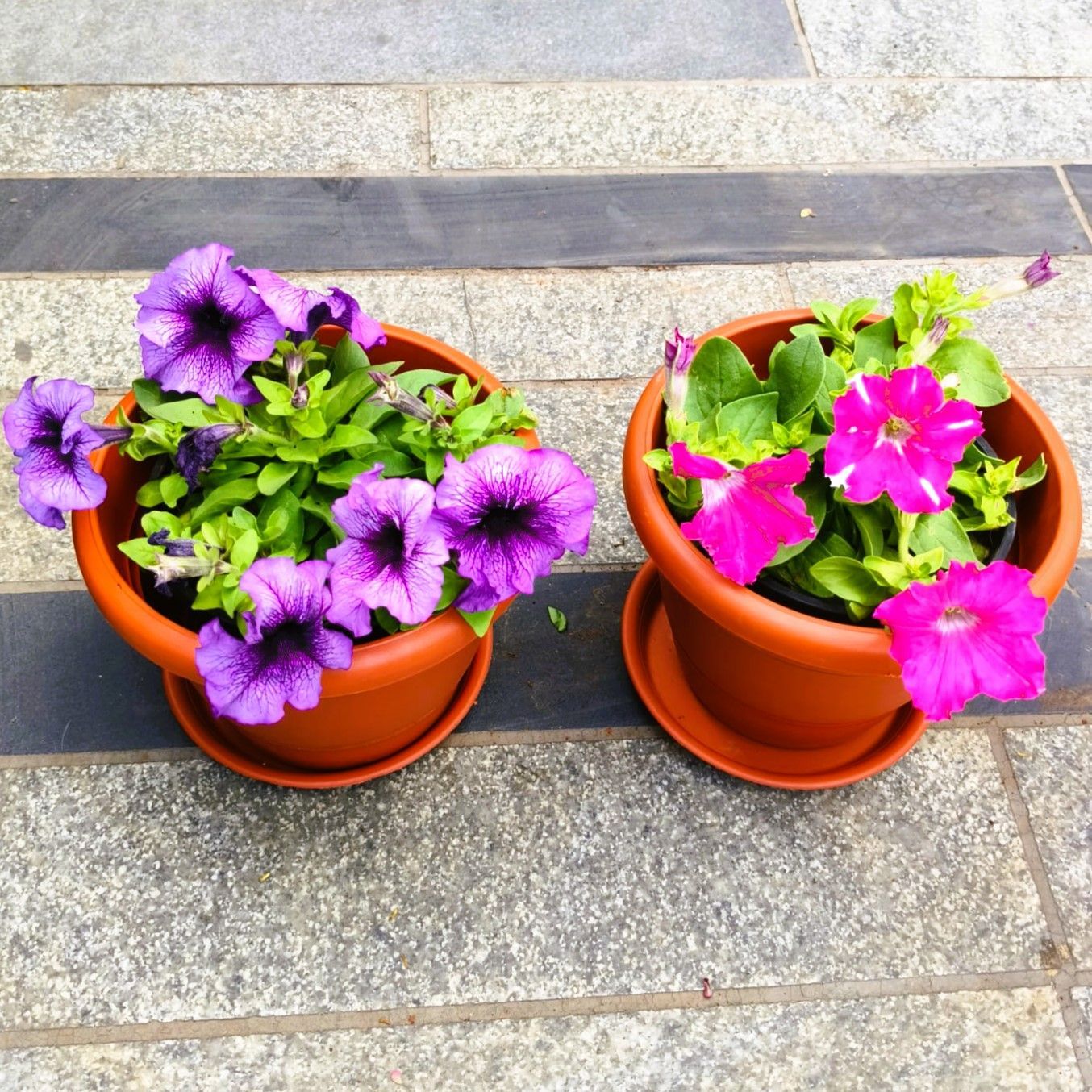 Set of 2 - Petunia (Purple & Pink) (any design) in 7 Inch Classy Red Plastic Pot with Tray