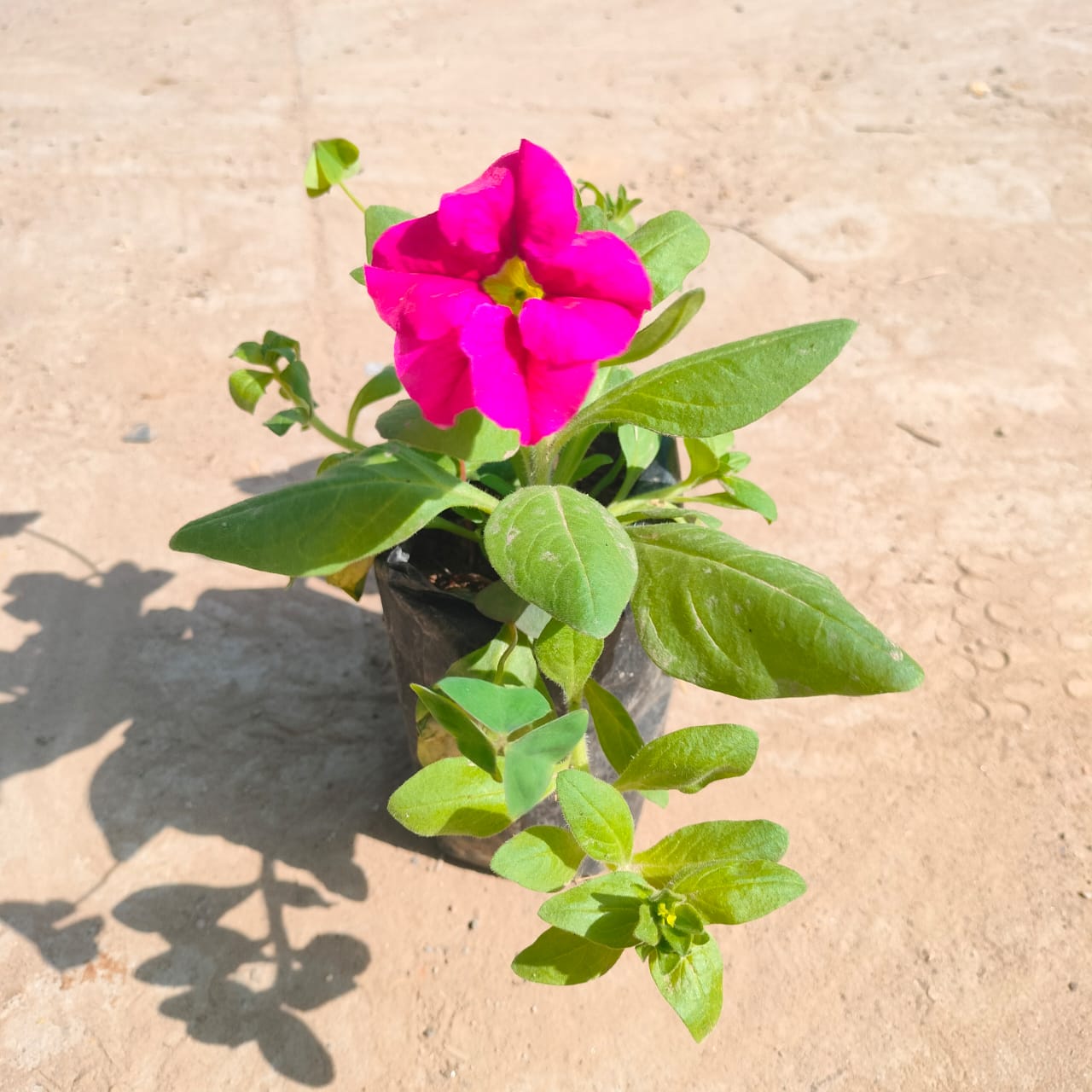 Petunia Pink in 4 inch Nursery Bag