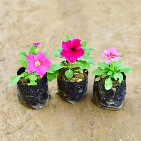 Set of 3 - Petunia (Any Colour) in 4 Inch Nursery Bag