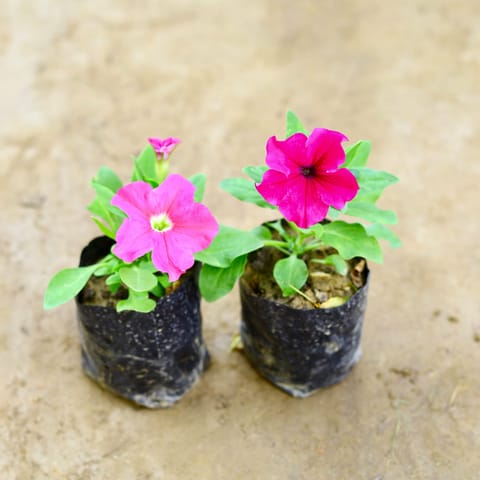 Set of 2 - Petunia (Any Colour) in 4 Inch Nursery Bag