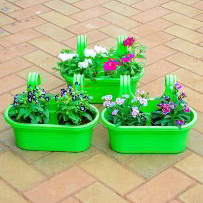 Buy Set of 3 - Petunia Dianthus Torenia / Wishbone in 7 Inch Green Double Hook Hanging Plastic Pot Online | Urvann.com
