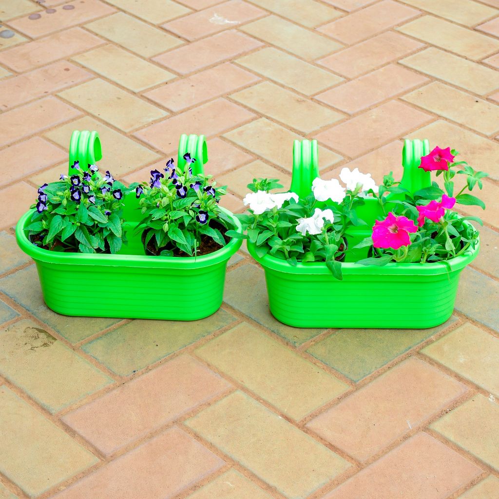 Set of 2 - Wish Bone Torenia / Wishbone Petunia in 7 Inch Green Double Hook Hanging Plastic Pot