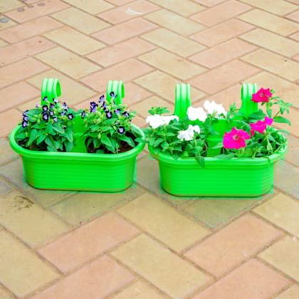 Buy Set of 2 - Wish Bone Torenia / Wishbone Petunia in 7 Inch Green Double Hook Hanging Plastic Pot Online | Urvann.com