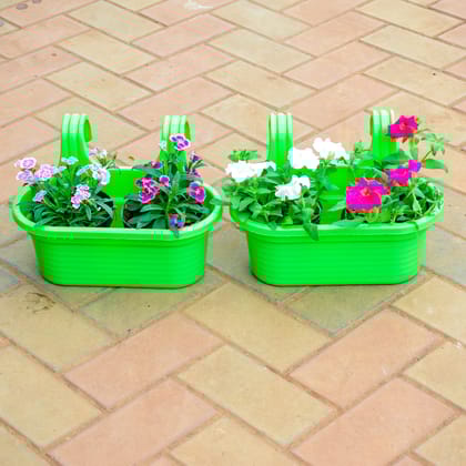Buy Set of 2 - Dianthus Petunia in 7 Inch Green Double Hook Hanging Plastic Pot Online | Urvann.com