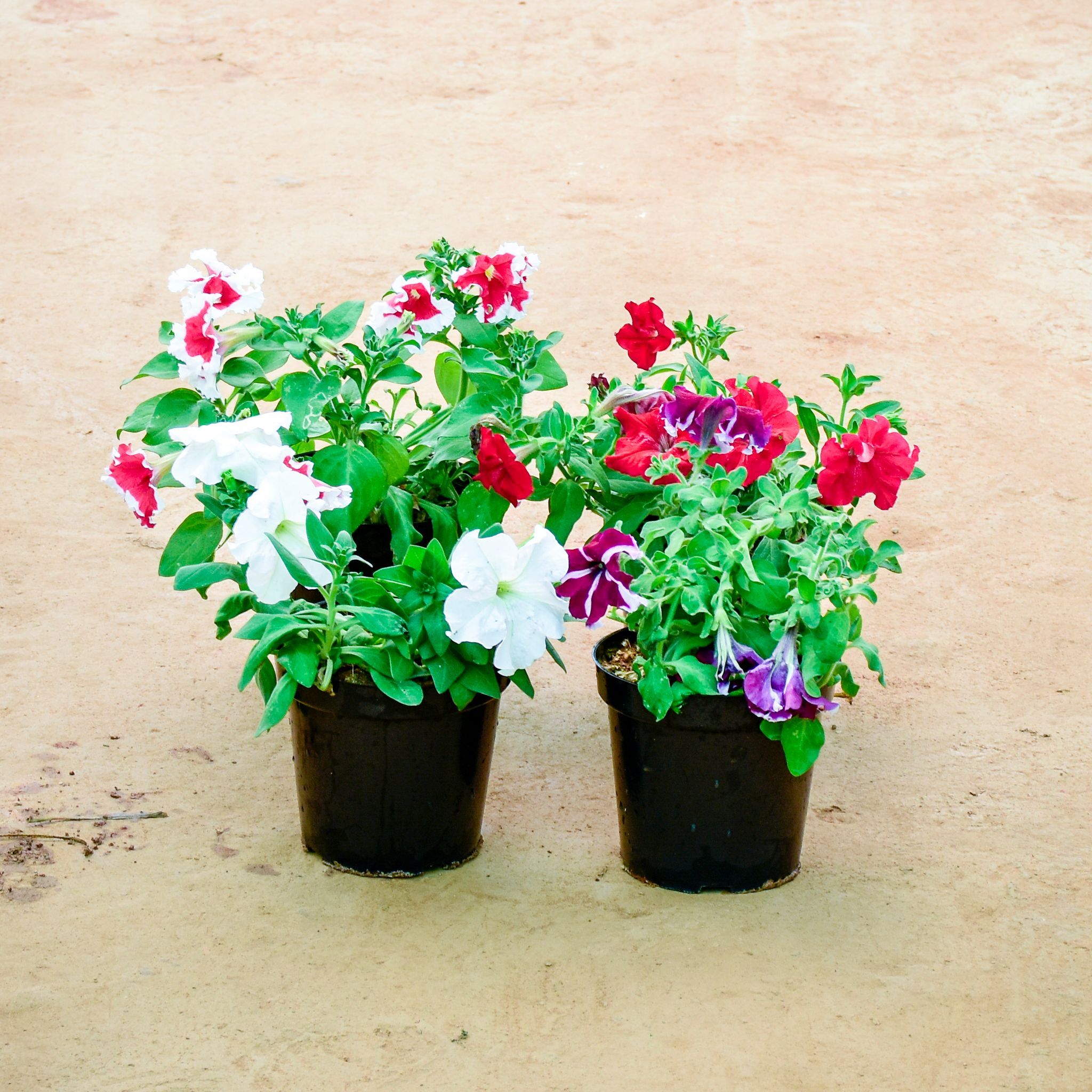 Set of 4 - Petunia (Any Colour) in 6 Inch Nursery Pot