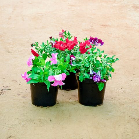 Set of 3 - Petunia (Any Colour) in 6 Inch Nursery Pot