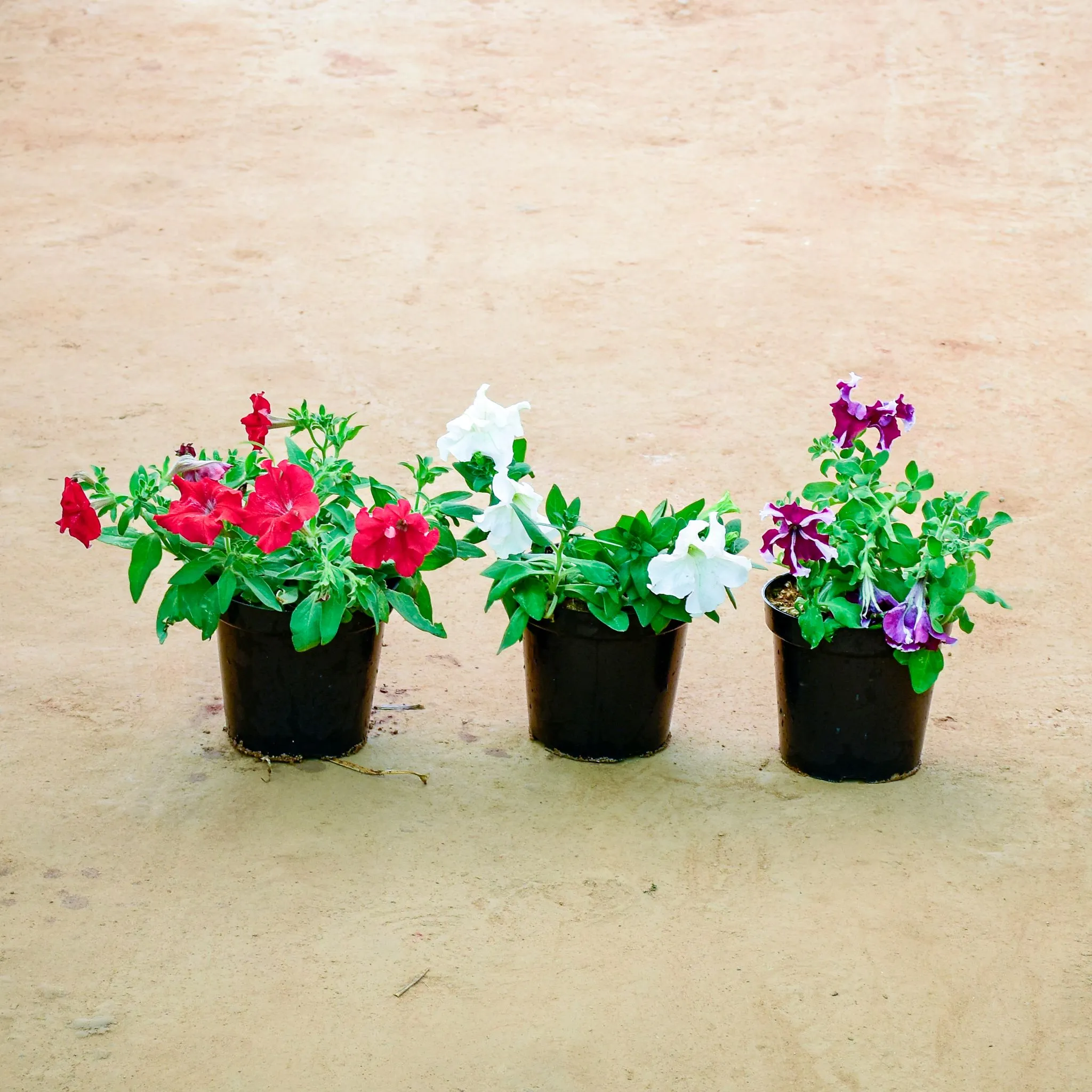 Set of 3 - Petunia (Any Colour) in 6 Inch Nursery Pot