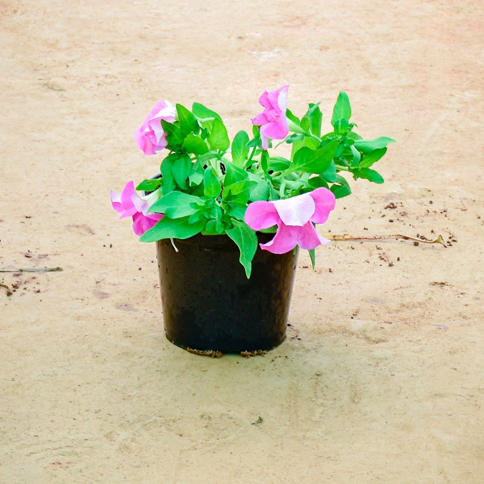 Petunia (Any Colour) in 6 Inch Nursery Pot