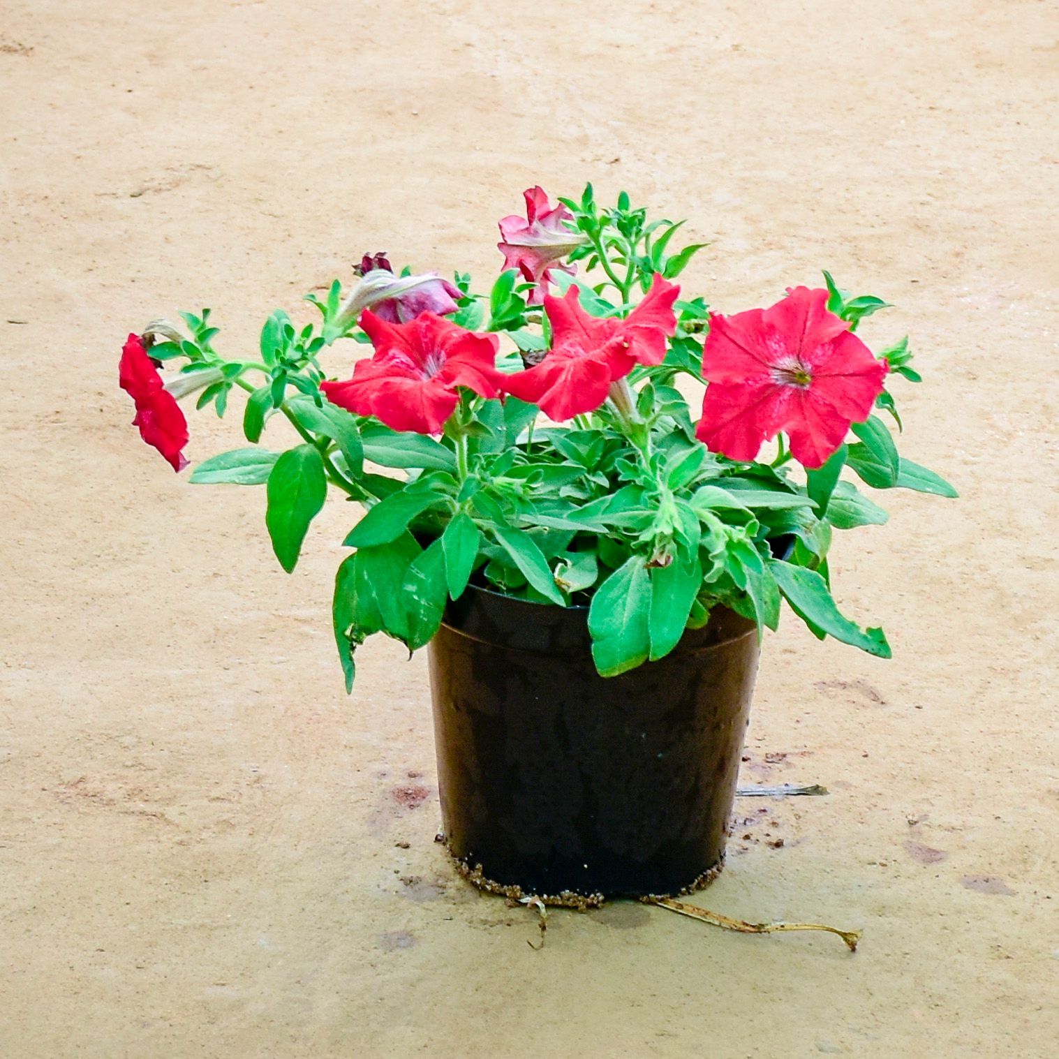 Petunia Pink in 6 Inch Nursery Pot