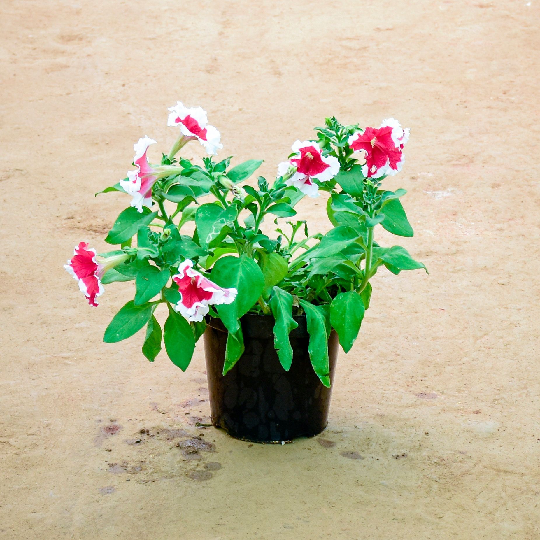 Petunia Red in 6 Inch Nursery Pot