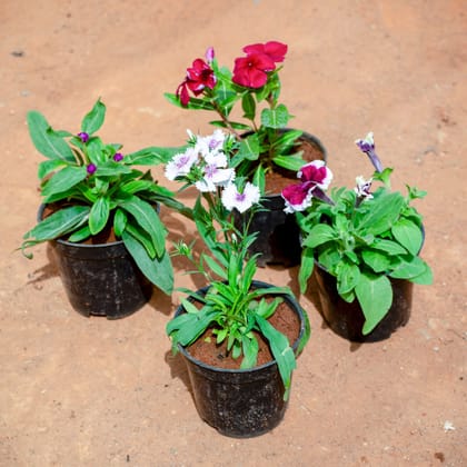 Buy Set of 4 - Periwinkle / Sadabahar, Dianthus White, Torenia / Wishbone & Petunia (Any Colour) in 5 Inch Nursery Pot Online | Urvann.com