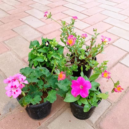 Buy Set of 4 - Petunia, Torenia / Wishbone, Portulaca Moss Rose & Geranium (any colour) in 4 Inch Plastic Pot Online | Urvann.com