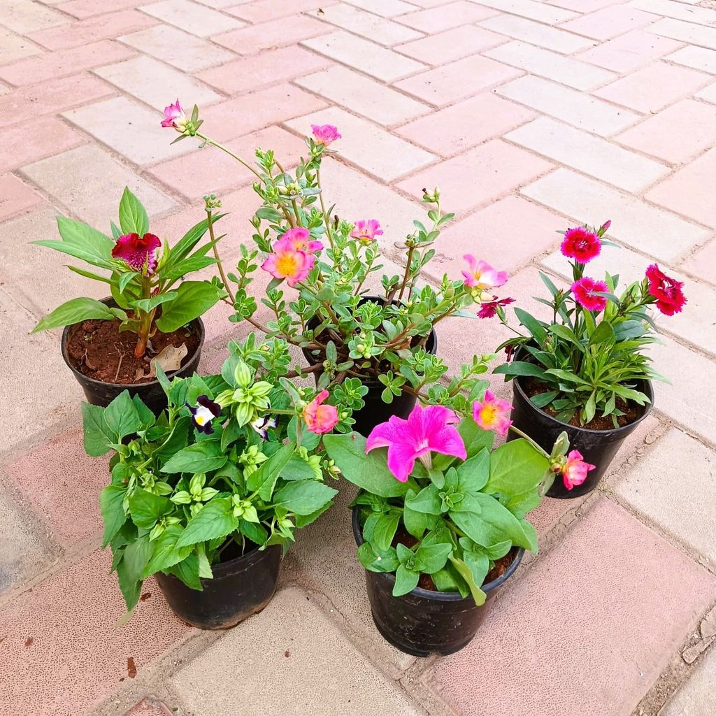 Buy Flowering Special - Set of 5 - Petunia, Torenia / Wishbone, Portulaca Moss Rose, Celosia / Cockscomb & Dianthus (any colour) in 4 Inch Plastic Pot Online | Urvann.com Flowering Special - Set of 5 - Petunia, Torenia / Wishbone, Portulaca Moss Rose, Celosia / Cockscomb & Dianthus (any colour) in 4 Inch Nursery Pot
