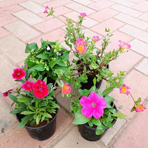 Set of 4 - Petunia, Torenia / Wishbone, Portulaca Moss Rose & Dianthus (any colour) in 4 Inch Nursery Pot