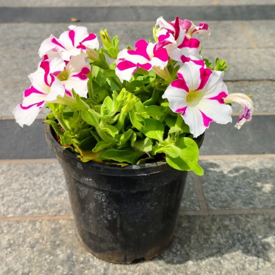 Petunia (any colour) in 4 Inch Nursery Pot