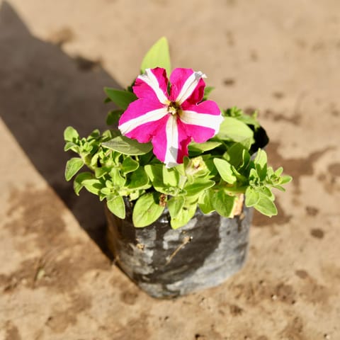 Petunia (Any Colour) in 4 Inch Nursery Bag
