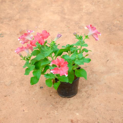 Petunia (Any Colour) in 4 Inch Nursery Pot