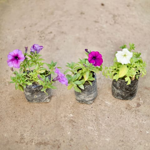 Set of 3 - Petunia (Any Colour) in 4 Inch Nursery Bag