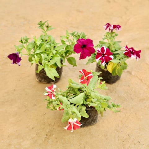 Set of 3 - Petunia (Any Colour) in 4 Inch Nursery bag