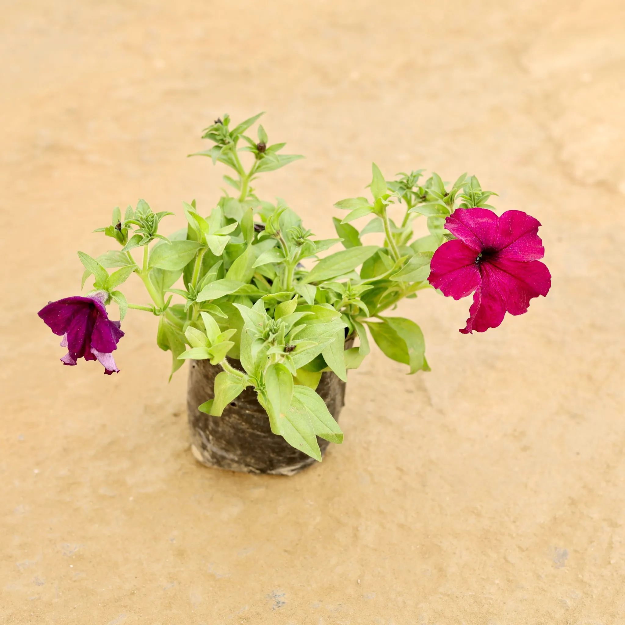 Petunia (Any Colour) in 4 Inch Nursery bag