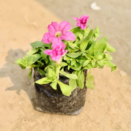 Buy Petunia (Any Colour) in 4 Inch Nursery Bag Online | Urvann.com