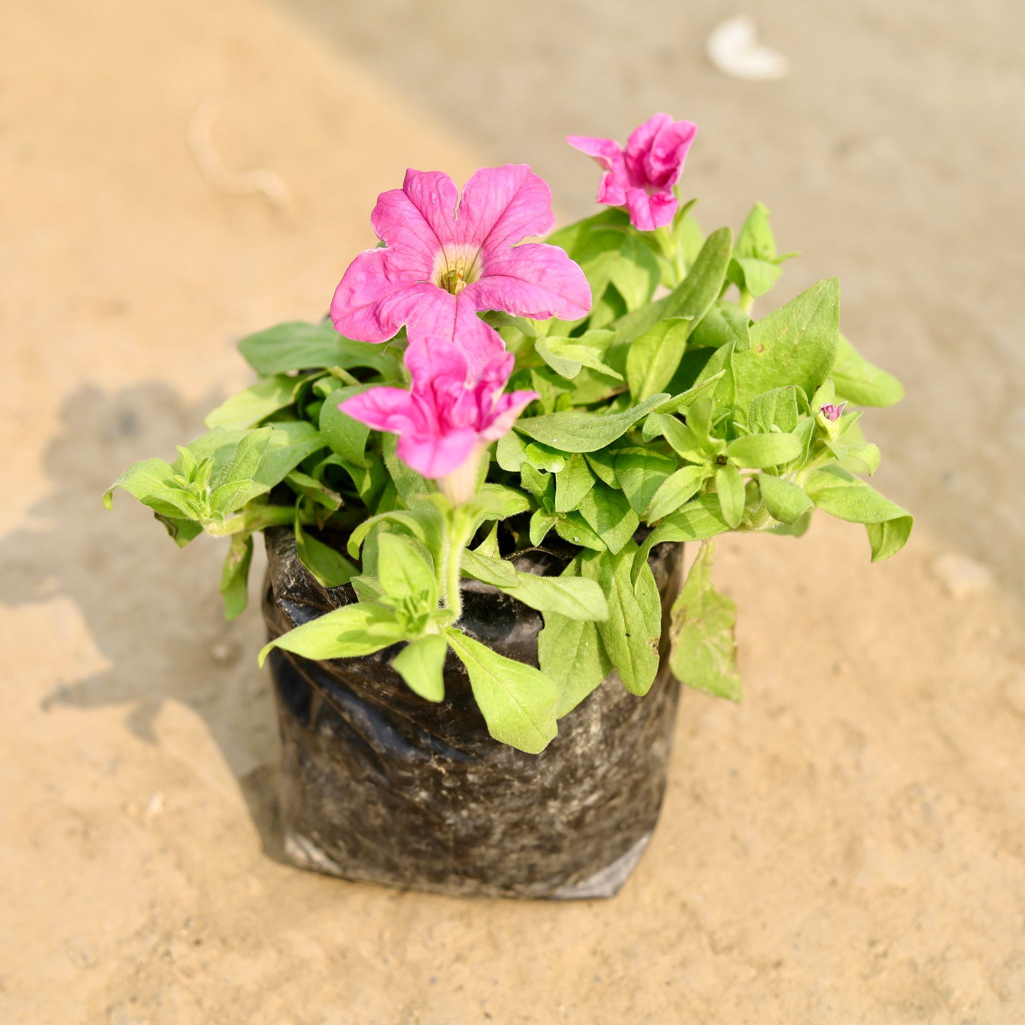 Petunia (Any Colour) in 4 Inch Nursery Bag