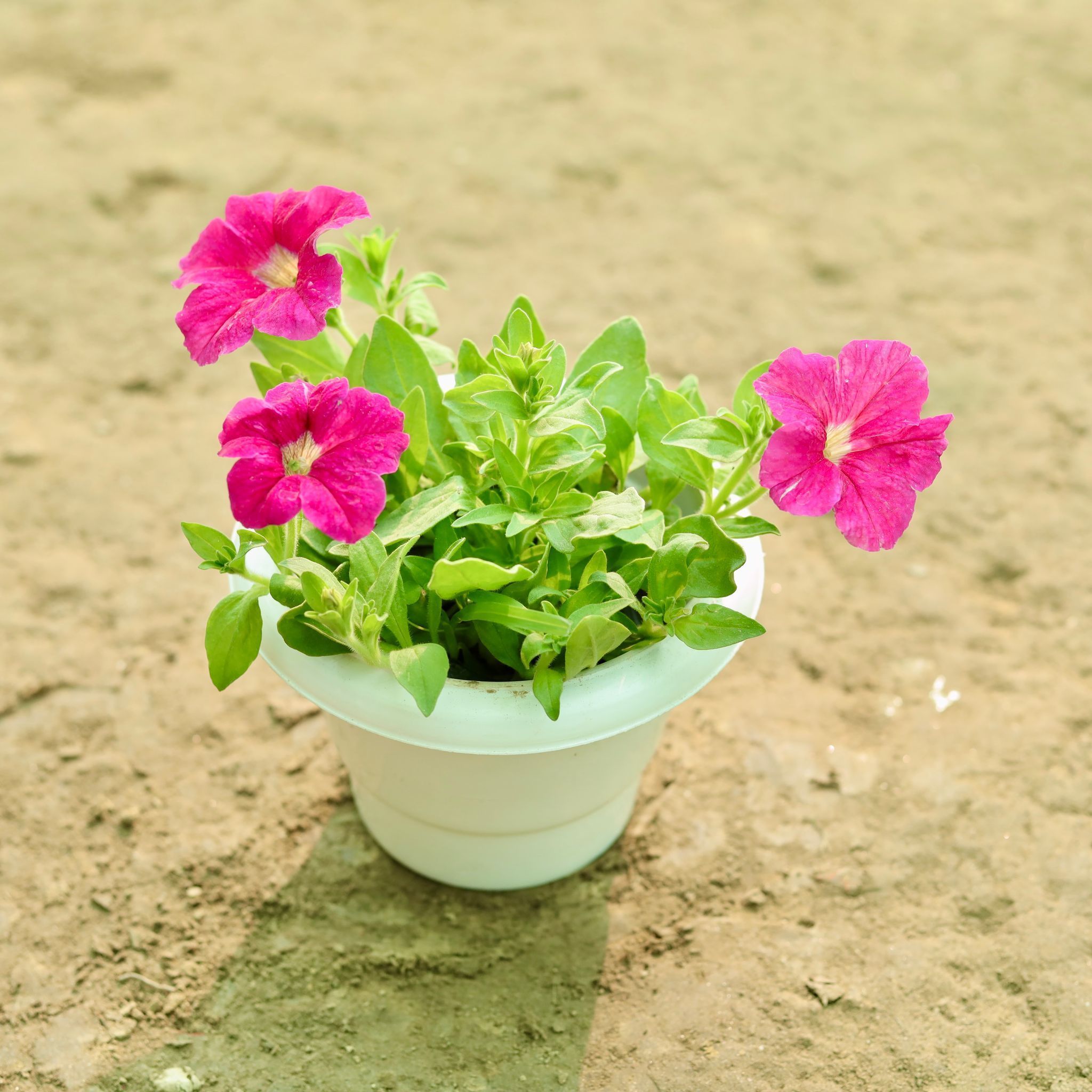 Petunia (Any Colour) in 8 Inch White Classy Plastic Pot
