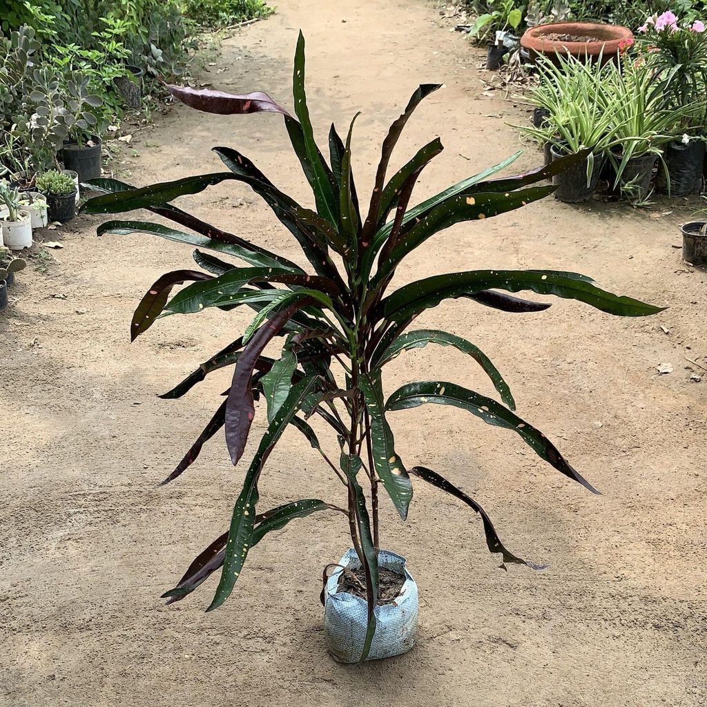 Buy Croton Black Leaf in 7 Inch Nursery Bag Online | Urvann.com Croton Black Leaf in 4 Inch Nursery Bag