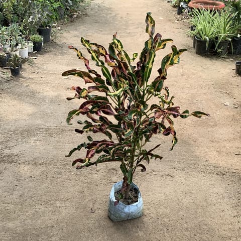 Croton Curly in 4 Inch Nursery Bag