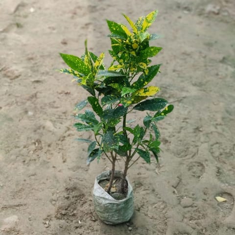 Baby Croton in 4 inch Nursery Bag