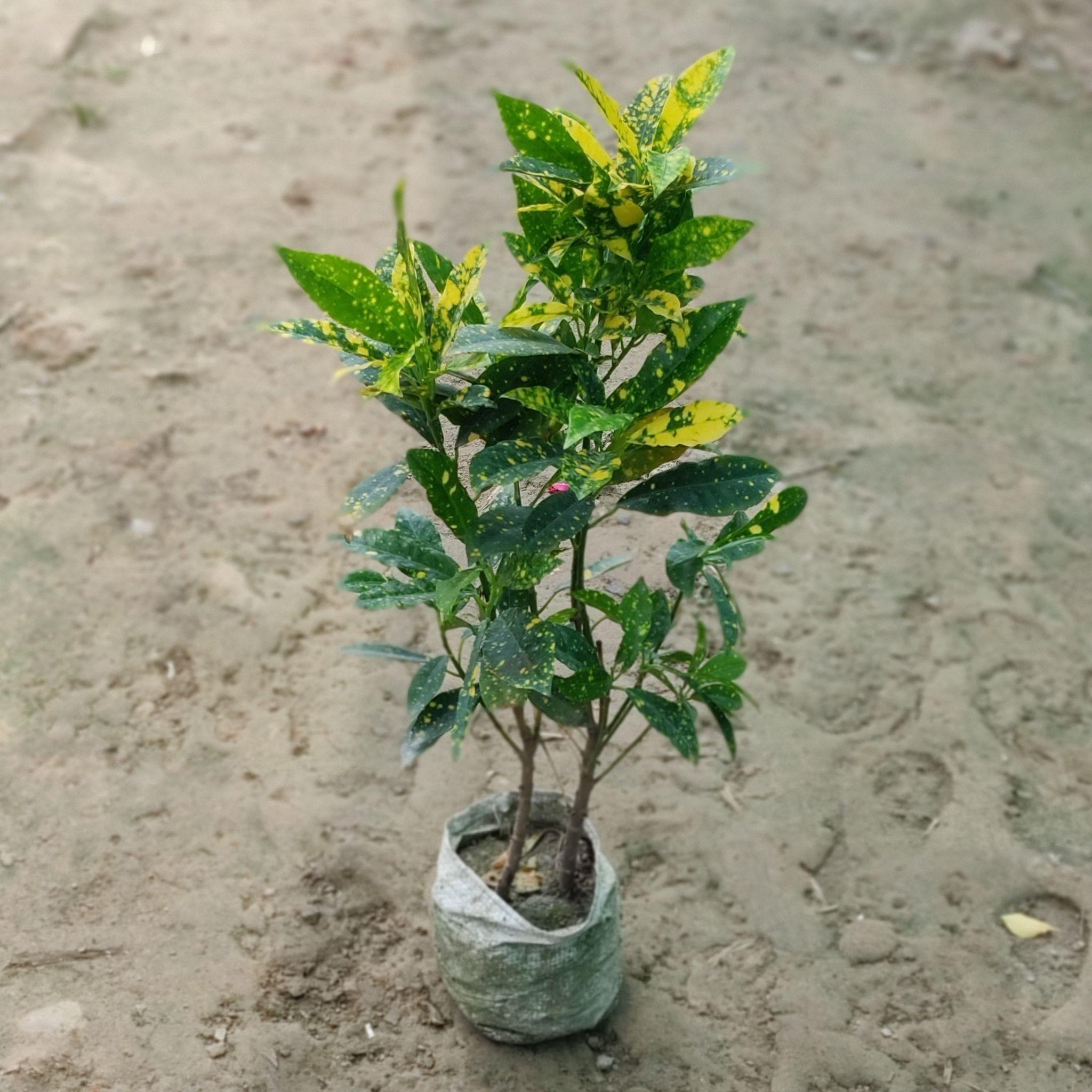 Baby Croton in 4 inch Nursery Bag
