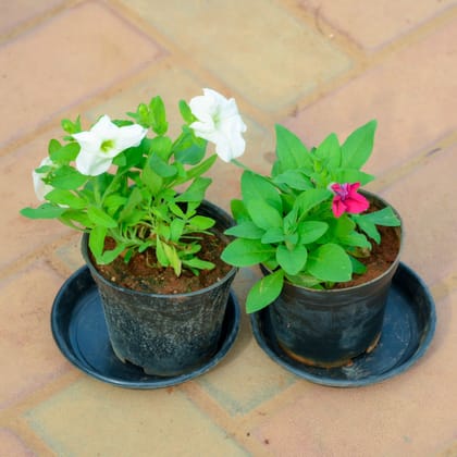 Buy Set Of 2 - Petunia (White & Pink) in 4 Inch Nursery Pot With Tray Online | Urvann.com