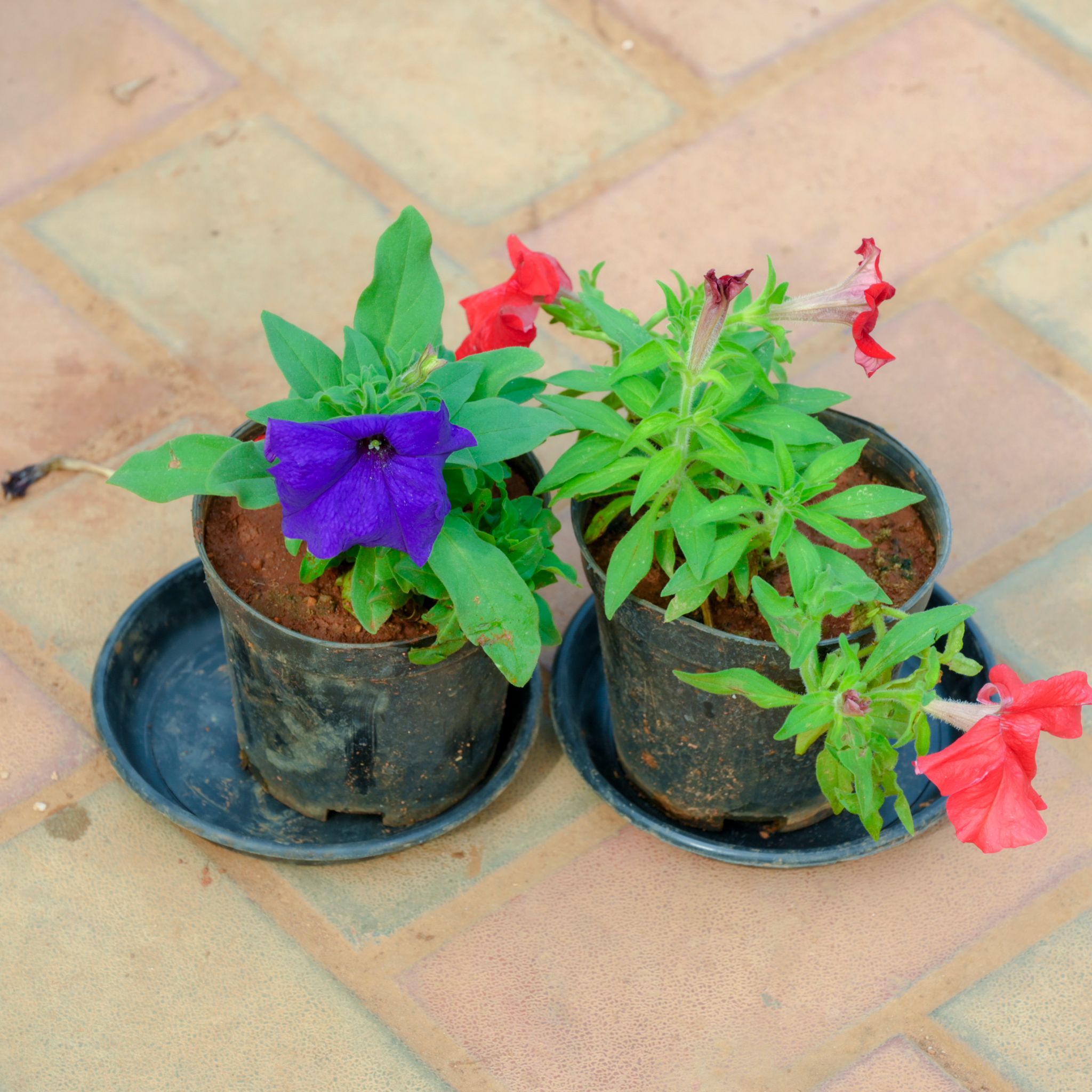 Set Of 2 - Petunia (Red & Blue) in 4 Inch Nursery Pot With Tray