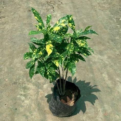 Buy Baby Croton in 4 inch Nursery Bag Online | Urvann.com Baby Croton in 4 inch Nursery Bag