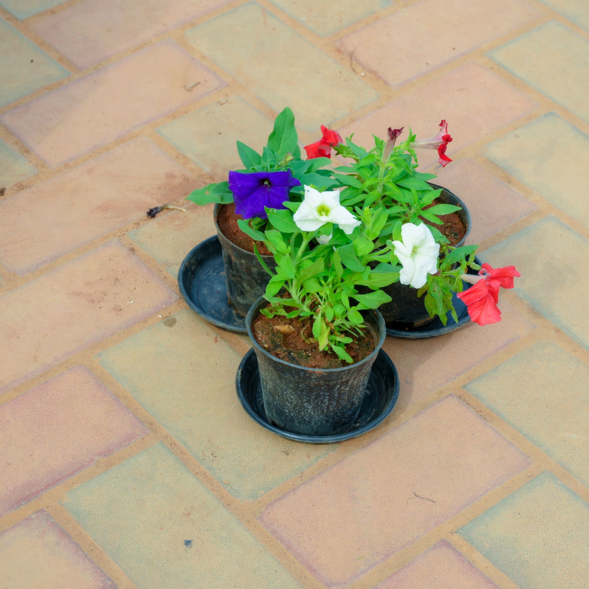 Set Of 3 - Petunia (Red, White & Purple) in 4 Inch Nursery Pot With Tray