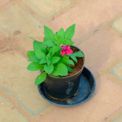 Buy Petunia Pink in 4 Inch Nursery Pot With Tray Online | Urvann.com