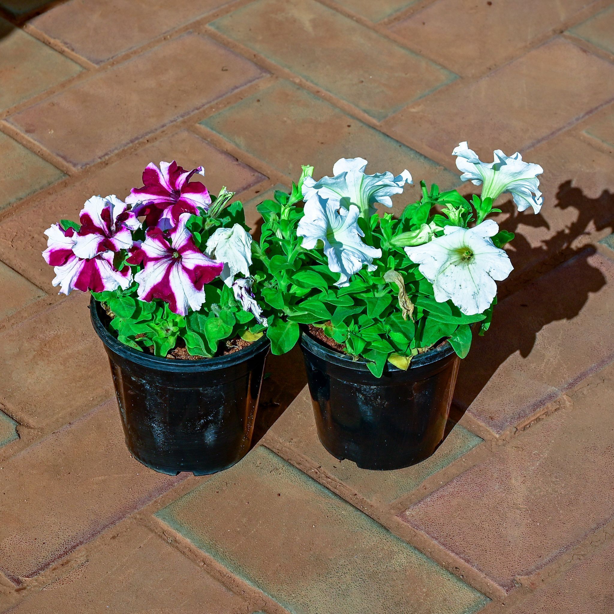 Set of 2 - Petunia (Any Colour) in 4 Inch Nursery Pot