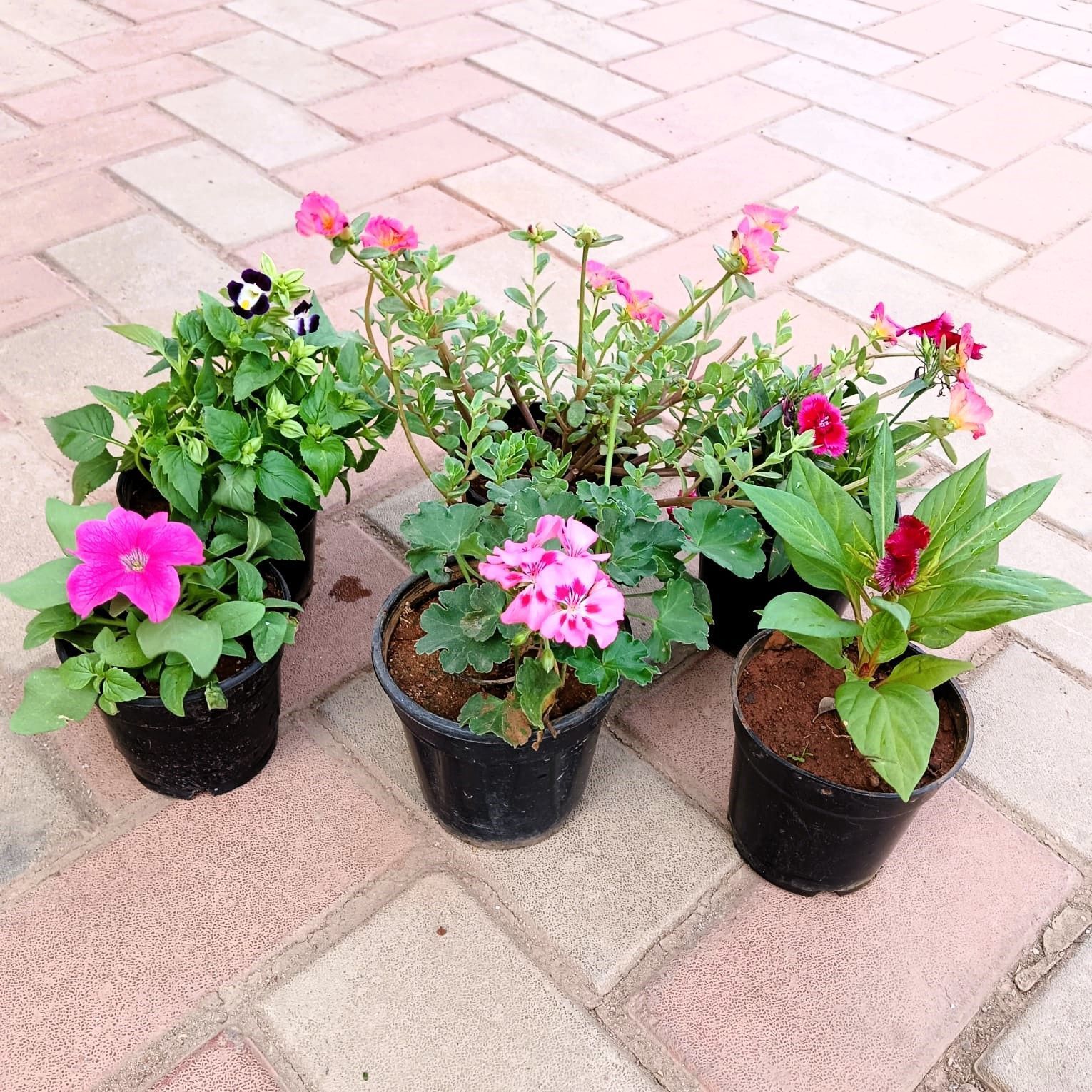 Flowering Delight - Set of 6 - Portulaca Moss Rose, Petunia, Dianthus, Torenia / Wishbone, Celosia / Cockscomb & Geranium (any colour) in 4 Inch Nursery Pot