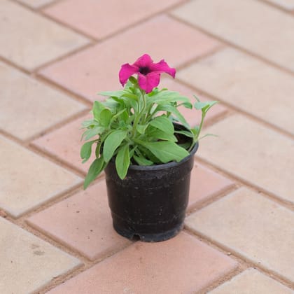 Buy Petunia Purple in 4 Inch Plastic Pot Online | Urvann.com