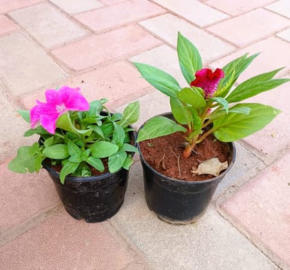 Buy Set of 2 - Celosia / Cockscomb & Petunia (any colour) in 4 Inch Plastic Pot Online | Urvann.com