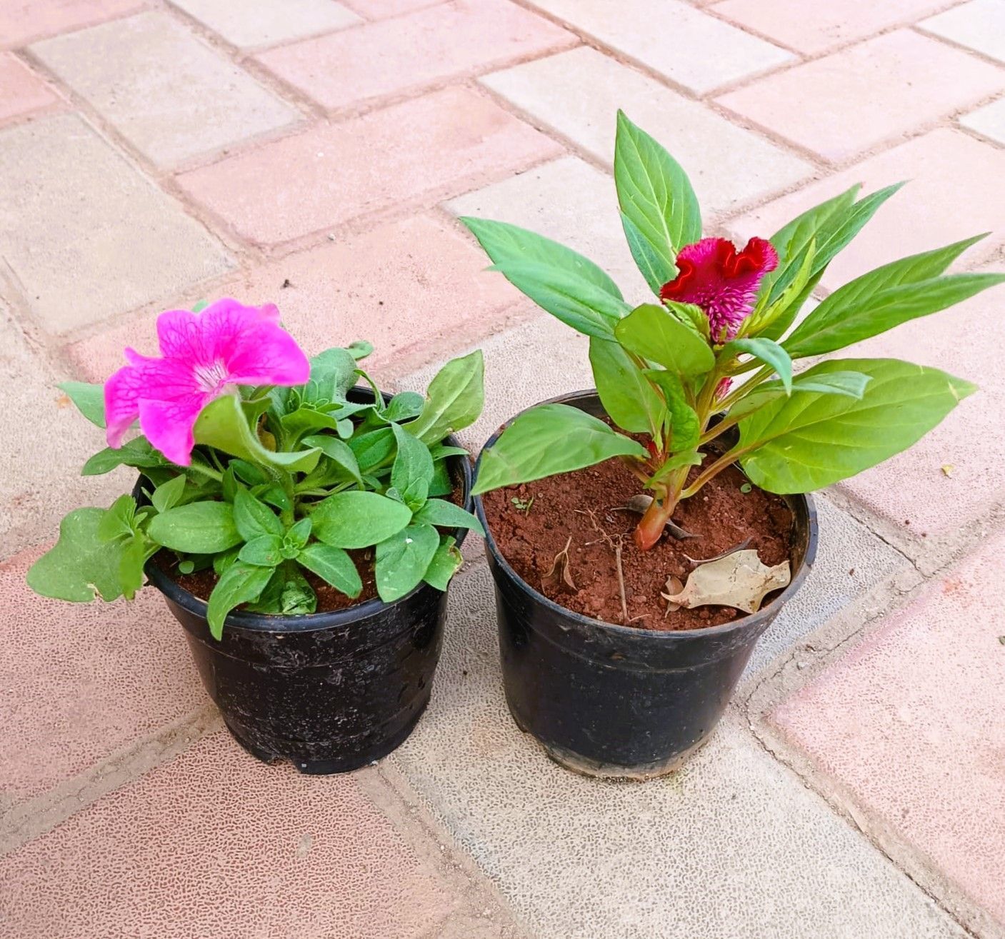 Set of 2 - Celosia / Cockscomb & Petunia (any colour) in 4 Inch Nursery Pot