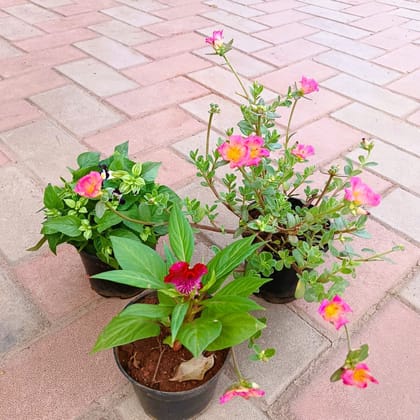 Buy Set of 3 - Petunia, Torenia / Wishbone & Portulaca Moss Rose (any colour) in 4 Inch Plastic Pot Online | Urvann.com